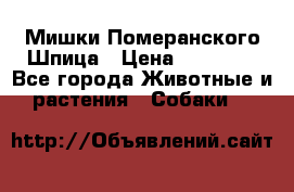 Мишки Померанского Шпица › Цена ­ 60 000 - Все города Животные и растения » Собаки   